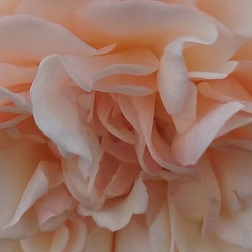 Růže eshop - Žlutá - Anglické růže - intenzivní - Rosa  Perdita - David Austin - Má silnou vůni a krásné broskvově-krémové rozetové květiny.